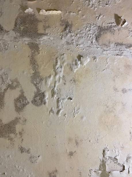 Bethesda, MD Mold Remediation Company